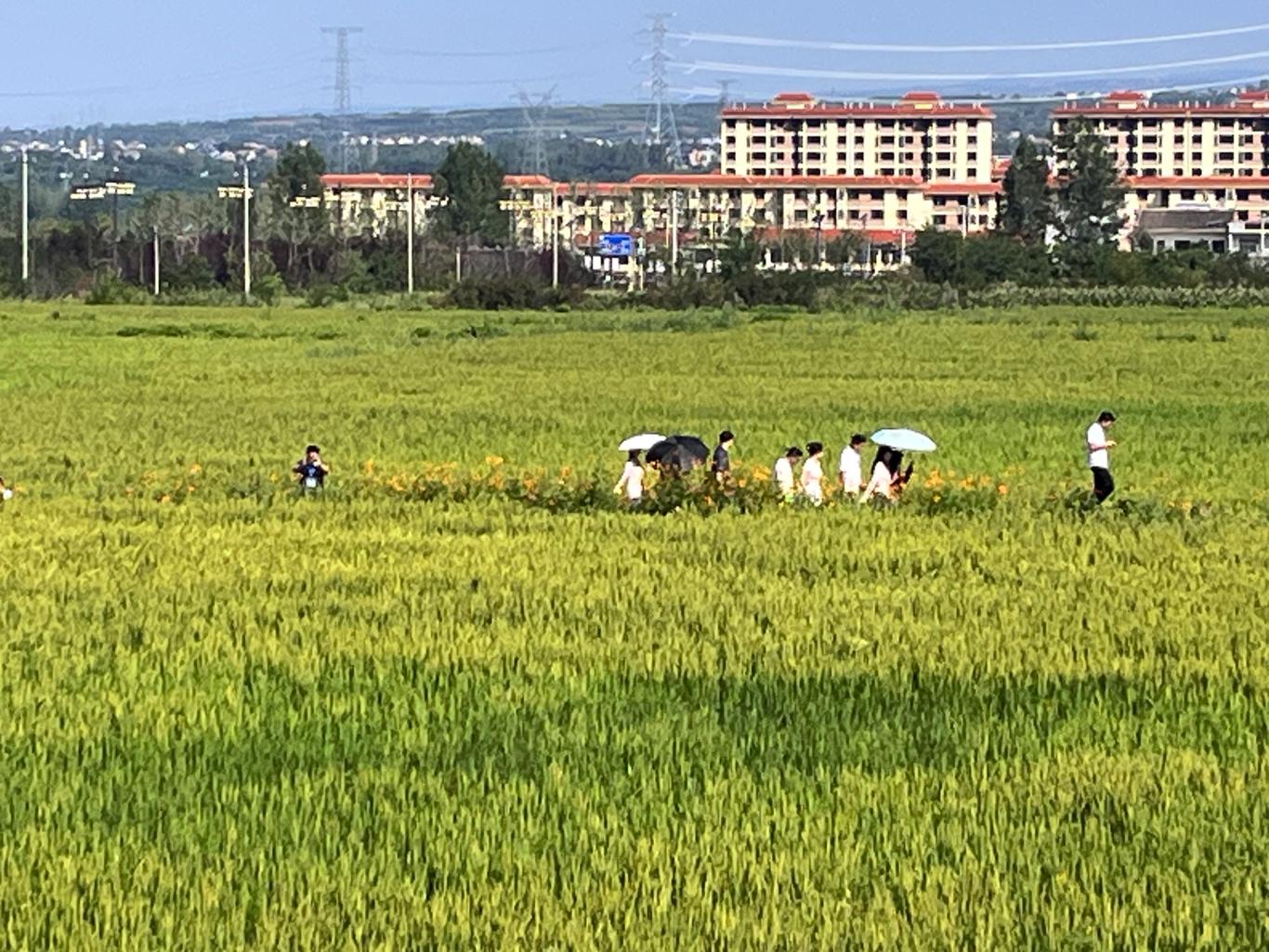 蓝田民宿：撬动乡村振兴的美学密码与善治样本